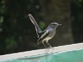 B (44) Oriental Magpie Robin